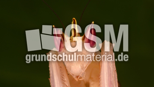 Orchideenmantis (8).jpg